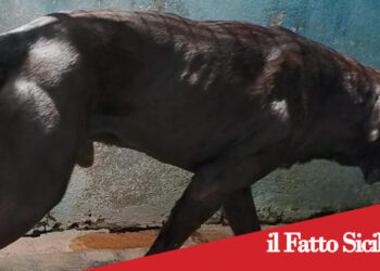 Sicilia. Aggredito da due cani. Muore 84enne