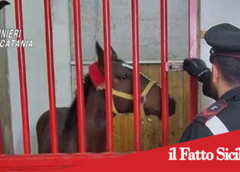 Belpasso. Scoperta stalla abusiva. Denunciato il proprietario