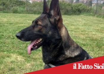 Catania. Nasconde 3,5 kg di droga nel garage dello zio della fidanzata. Arrestato