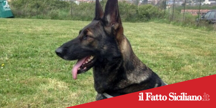Catania. Nasconde 3,5 kg di droga nel garage dello zio della fidanzata. Arrestato