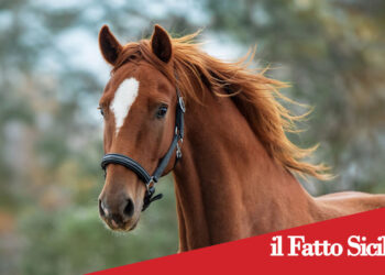 Catania. Recinta un terreno comunale per tenere un cavallo
