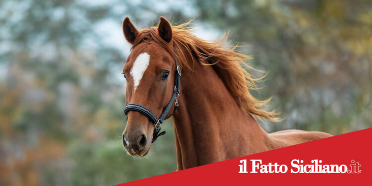 Catania. Recinta un terreno comunale per tenere un cavallo