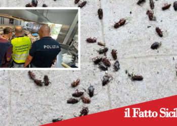 Aci Castello. Blatte in cucina, lavoratori in nero e cibo sequestrato