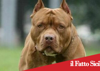 Catania. Rapina un market servendosi di un cane e un coltello. Arrestato 31enne