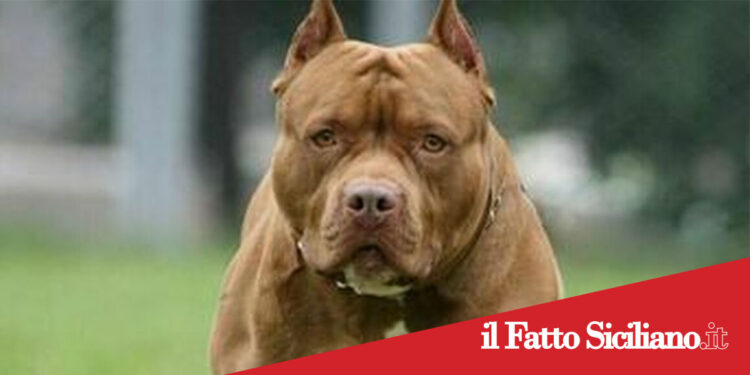 Catania. Rapina un market servendosi di un cane e un coltello. Arrestato 31enne