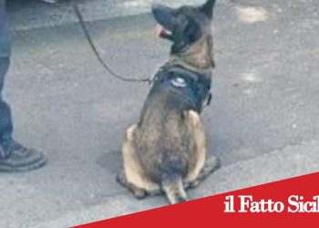 Paternò, droga nascosta in lavanderia: denunciato 42enne