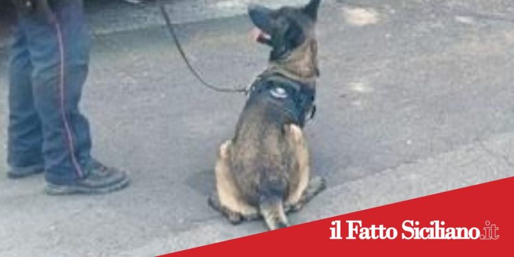 Paternò, droga nascosta in lavanderia: denunciato 42enne