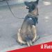 Paternò, droga nascosta in lavanderia: denunciato 42enne