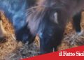 Catania. Scoperti e sequestrati 3 pony