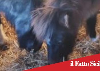 Catania. Scoperti e sequestrati 3 pony