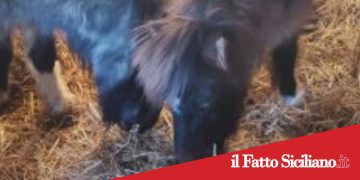 Catania. Scoperti e sequestrati 3 pony