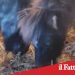 Catania. Scoperti e sequestrati 3 pony