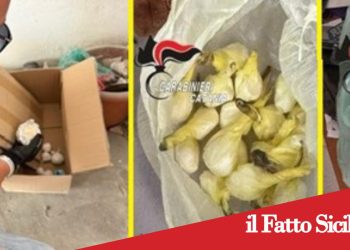Acireale.Blitz nel garage della cocaina.Sequestrate 19 dosi