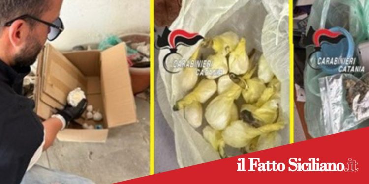 Acireale.Blitz nel garage della cocaina.Sequestrate 19 dosi