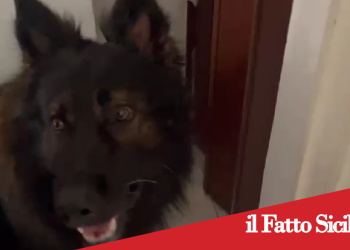 Catania. Nascondeva droga a casa della nonna. Arrestato