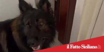 Catania. Nascondeva droga a casa della nonna. Arrestato