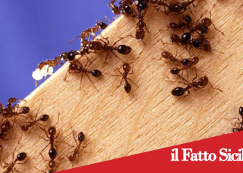Acireale. Allerta “Formica del fuoco”