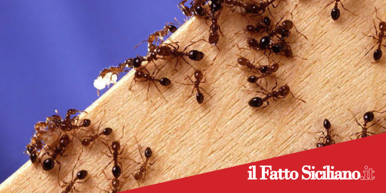 Acireale. Allerta “Formica del fuoco”