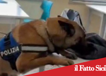 Catania. Cani poliziotto nelle scuole