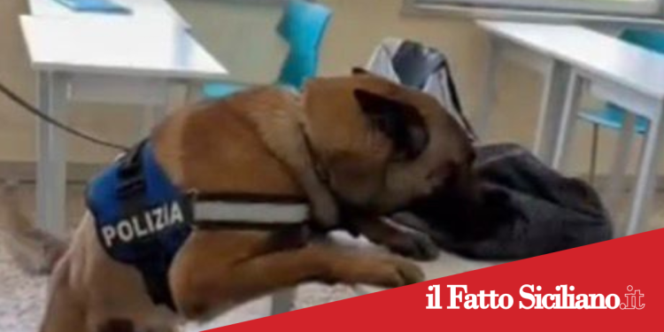 Catania. Cani poliziotto nelle scuole