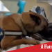 Catania. Cani poliziotto nelle scuole