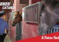 Catania, stalle abusive a San Cristoforo: multa salata per un 20enne