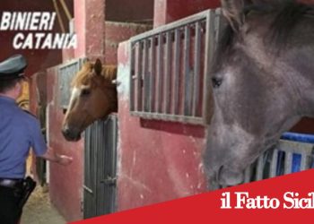 Catania, stalle abusive a San Cristoforo: multa salata per un 20enne