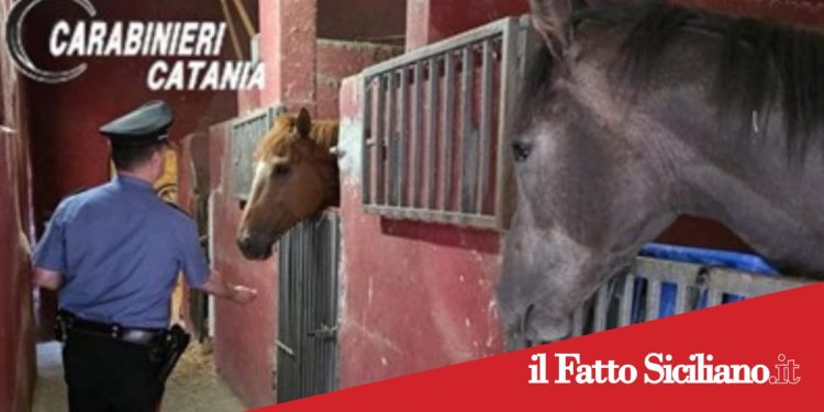 Catania, stalle abusive a San Cristoforo: multa salata per un 20enne