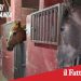 Catania, stalle abusive a San Cristoforo: multa salata per un 20enne