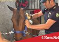 Catania. Sequestrati un pony e due cani maltrattati. Denunciato un 42enne