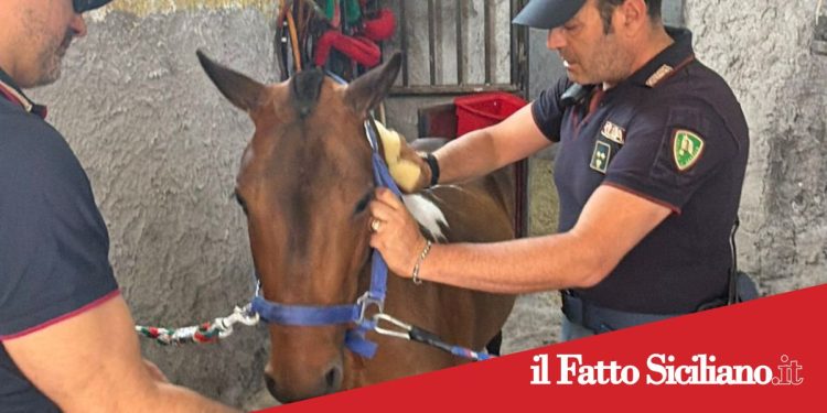 Catania. Sequestrati un pony e due cani maltrattati. Denunciato un 42enne