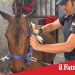 Catania. Sequestrati un pony e due cani maltrattati. Denunciato un 42enne