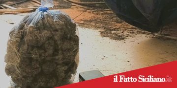 Catania. Blitz antidroga a Nesima e Monte Po’.