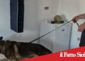 Biancavilla. Blitz antidroga in casa: arrestati due fratelli