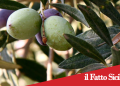 Adrano. 40 mila euro per la Sagra dell’Olio da parte della Regione Sicilia