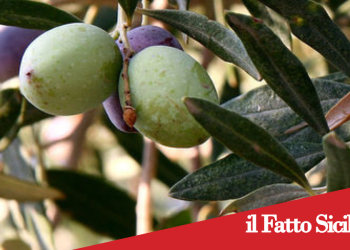 Adrano. 40 mila euro per la Sagra dell’Olio da parte della Regione Sicilia