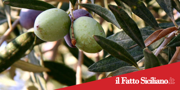 Adrano. 40 mila euro per la Sagra dell’Olio da parte della Regione Sicilia