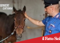 Belpasso. Scoperta officina fantasma e un cavallo senza microchip .Denunciato.