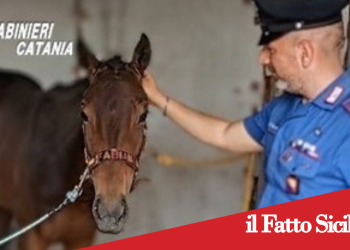 Belpasso. Scoperta officina fantasma e un cavallo senza microchip .Denunciato.
