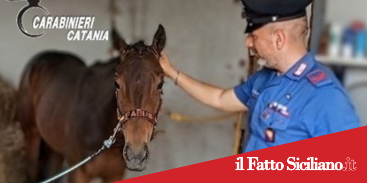 Belpasso. Scoperta officina fantasma e un cavallo senza microchip .Denunciato.