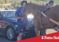 Paternò.Bloccata corsa clandestina di cavalli