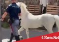Catania. Sequestrati 23 cavalli. Oltre 50mila euro di sanzioni