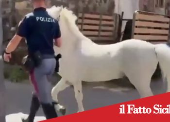 Catania. Sequestrati 23 cavalli. Oltre 50mila euro di sanzioni