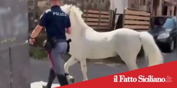 Catania. Sequestrati 23 cavalli. Oltre 50mila euro di sanzioni