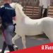 Catania. Sequestrati 23 cavalli. Oltre 50mila euro di sanzioni