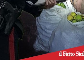 Acireale. Arrestati tre paternesi per furto di limoni. Spari e fuga tra gli agrumeti