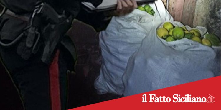 Acireale. Arrestati tre paternesi per furto di limoni. Spari e fuga tra gli agrumeti