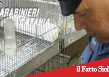 Aci Sant’Antonio, Blitz contro il bracconaggio : scoperto zoo abusivo in un garage