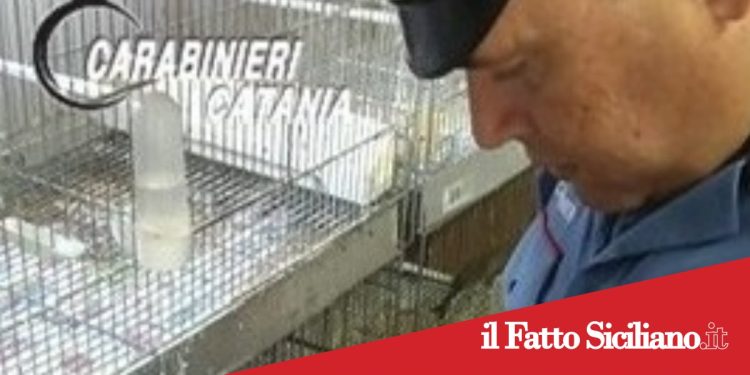 Aci Sant’Antonio, Blitz contro il bracconaggio : scoperto zoo abusivo in un garage