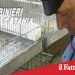 Aci Sant’Antonio, Blitz contro il bracconaggio : scoperto zoo abusivo in un garage